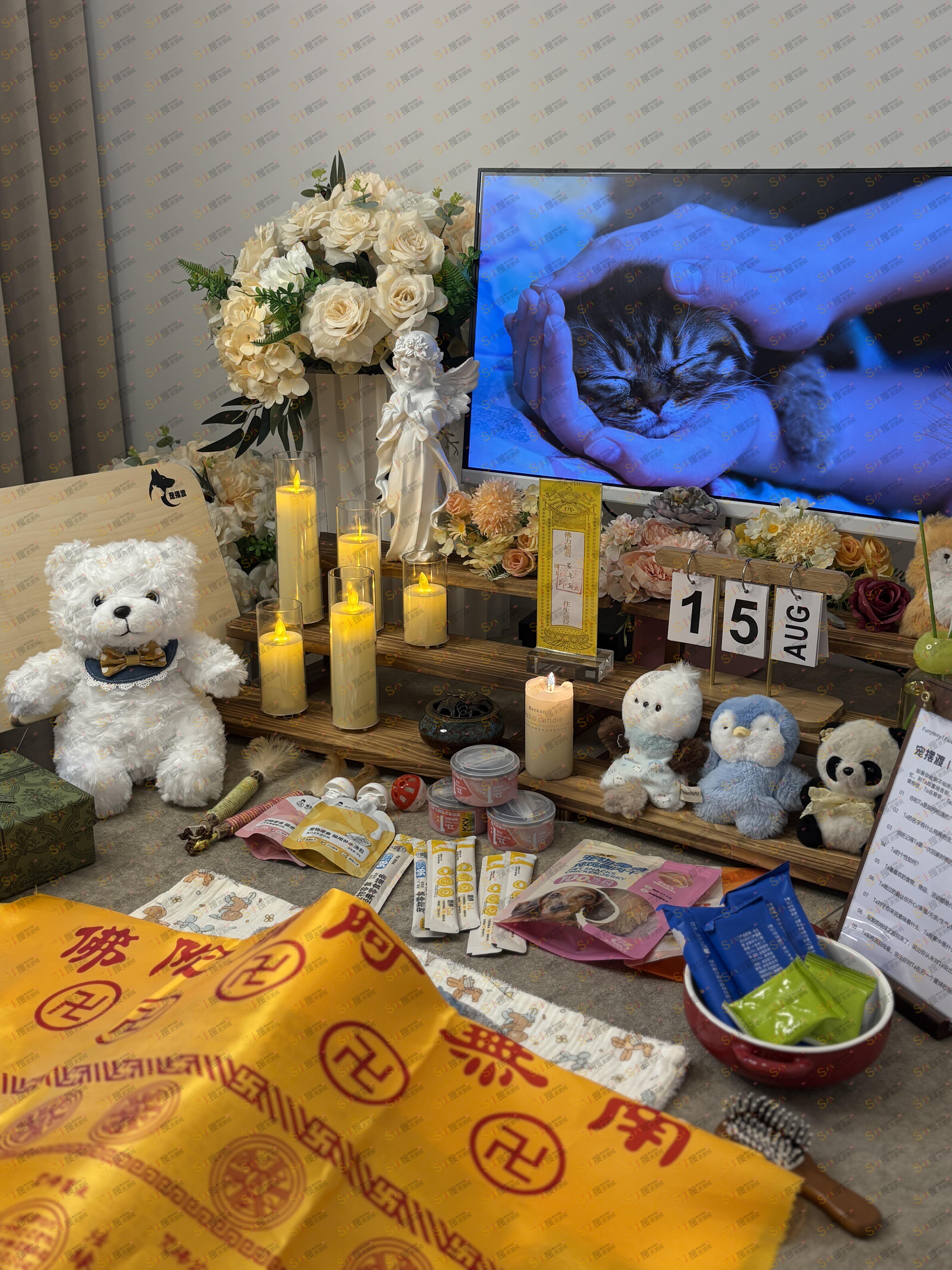 猫咪离世如何处理？宠物善终流程详细说明